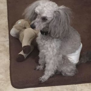 Meet your Posher, Elsa